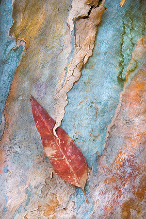 Red Eucalyptus Leaf #007