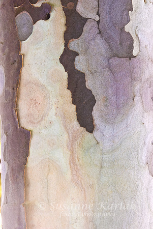 Sycamore beauty #033