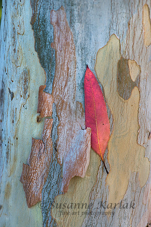 Red Leaf #5077
