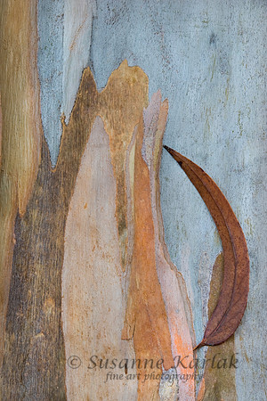 Euke Leaf #0014