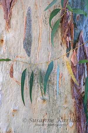 Leaves  on Bark #1669