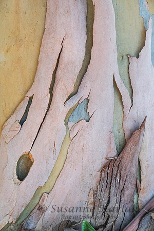 Eucalyptus Design #1645