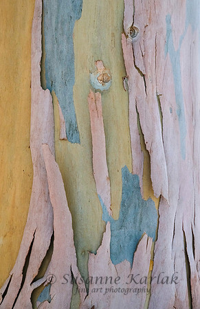 Abstract Bark #1652