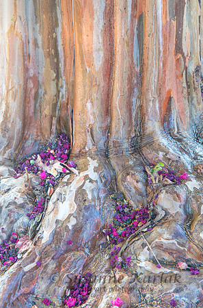 Crape Myrtle and Roots #2795