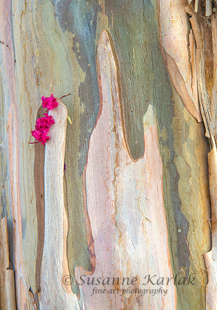 Crepe Myrtle and Flower #2788
