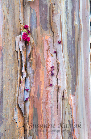 Crepe Myrtle and Flower #2678.2