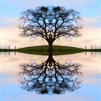 Winter Tree of Life