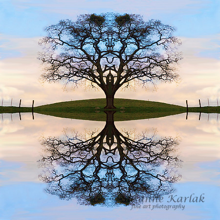 Winter Tree of Life