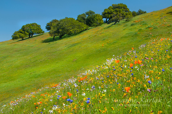 Oaks and Wildwlowers #067