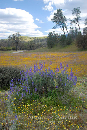 Wildflower Carpet #195