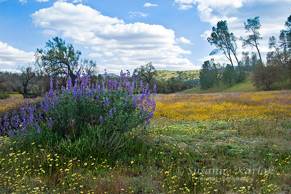 Wildflower Carpet #189