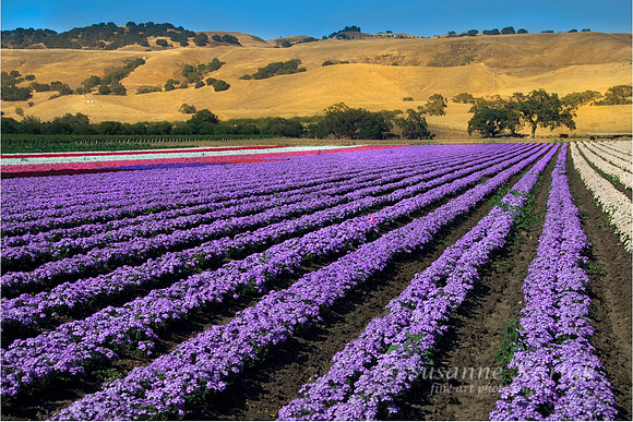 Purple Summer #463.1