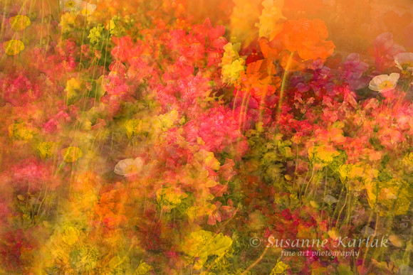 Multiple Flowers #011