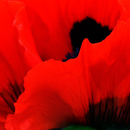 Red Poppy