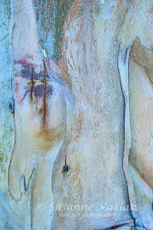 Eucalyptus Art #7207