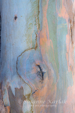 Eucalyptus Art #7255