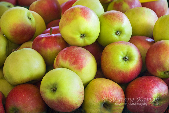 Bushel of Apples #103