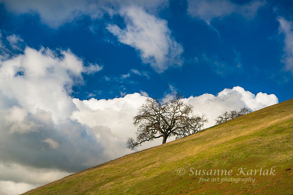 Winter Oak #4015.3