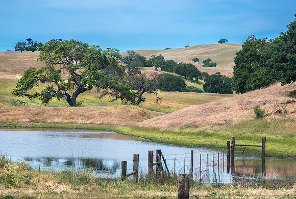 Pacheco Pool #5208