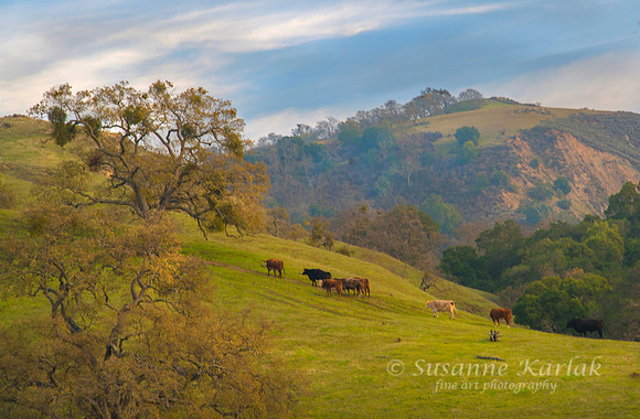 Bucolic Califorlnia #9623