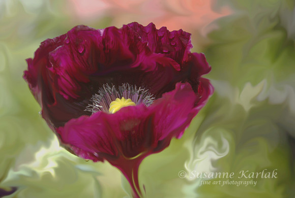 Painterly Dancing poppy #036