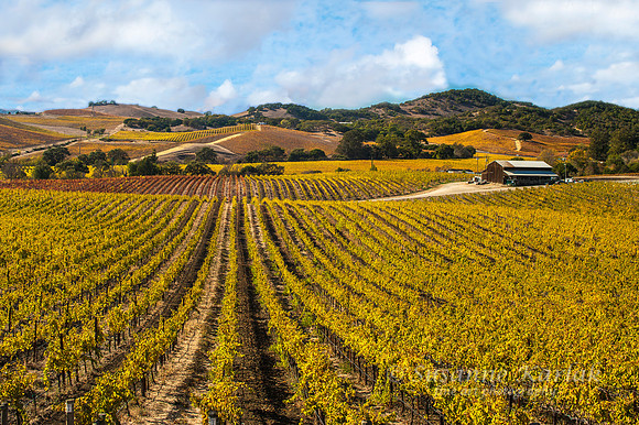 Sonoma Autumn #2586.2