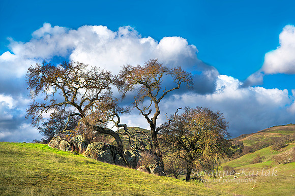Spring Clouds, Hills and Oaks #4600.3