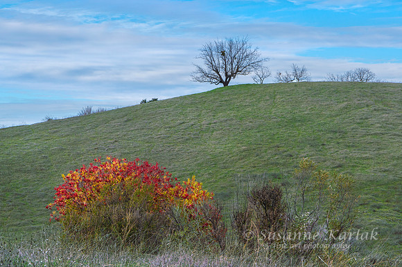 Splash of Native Color #4330.2