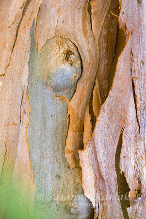 Eucalyptus Bark #453