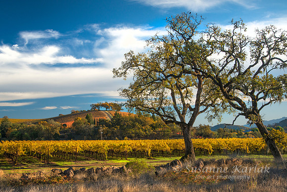 Vineyard under the Oaks #0985