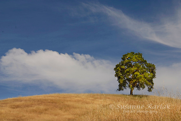 Oak, Clouds and Blue Sky #0141