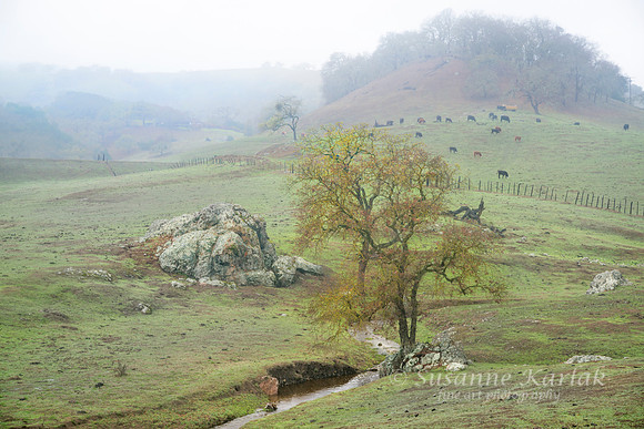 Uvas Canyon in Fog #7346.5