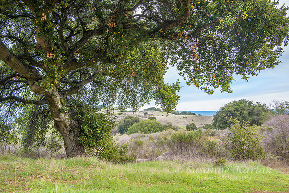 Under the Oak #4228.2