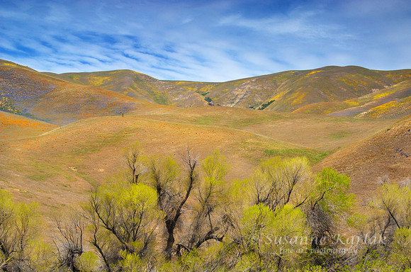 God's Bucket of Paint, Gorman  #034