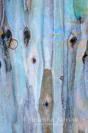 Eucalyptus Art #7214