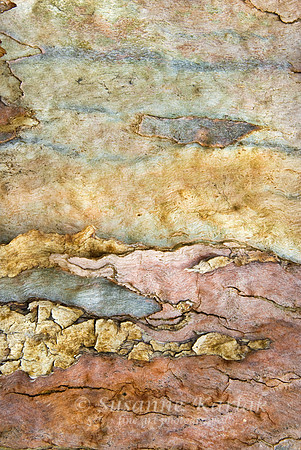 Eucalyptus Art #121
