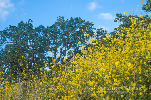 Oaks and Mustard #4841