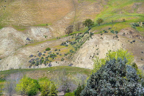Painterly California #9970