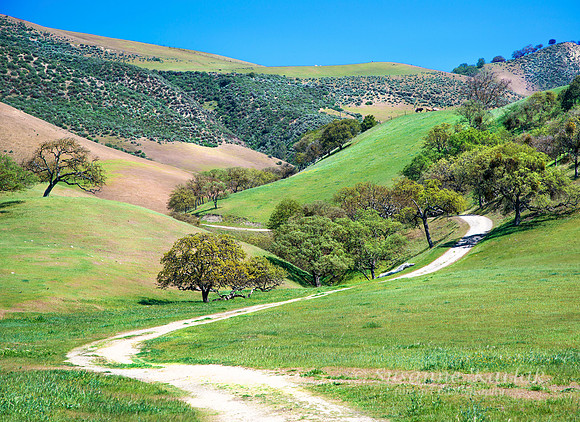 Path to Oaks and Hills #9910.3