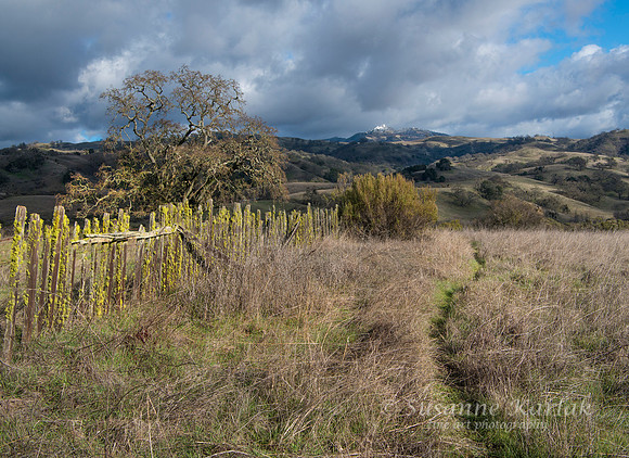 Path to Mt. Diablo with Snow #4096