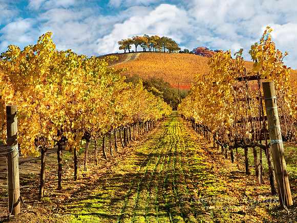 California Wine #943