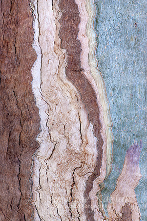 Eucalyptus Art #024