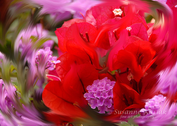 Painterly Bouganvilla
