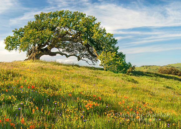 Oak and Poppies Two