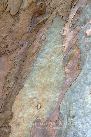 Eucalyptus Art #8908