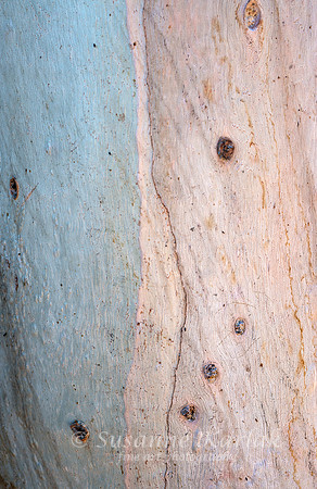 Eucalyptus Art #7268