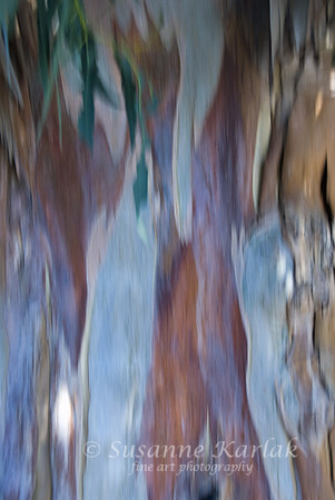 Painterly Eucalyptus #330