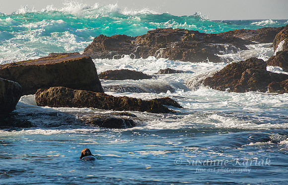 Pt. Lobos Surf and Otter #1280