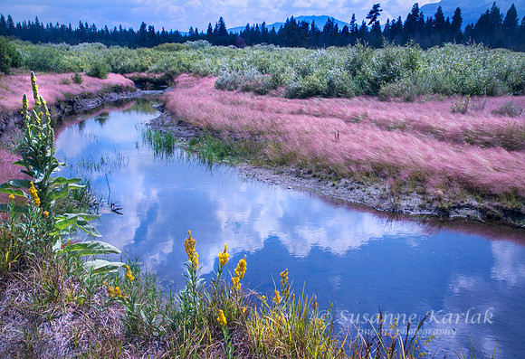 Pink Grass and White Clouds #7364