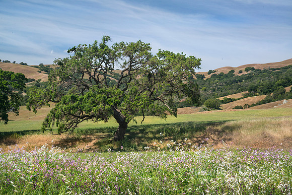Spring Oak #5294